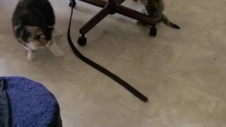 Cat vs belt
