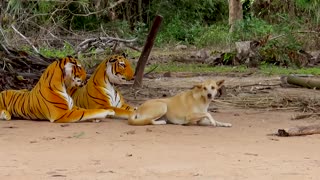 Fake Tiger Prank dog vs 2 Tiger Funny