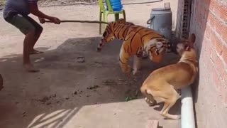 Funny Dog Prank with sound