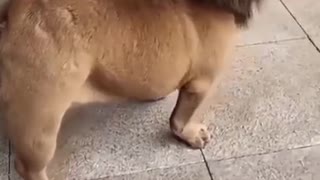 Funny Dog video || doggy prank video