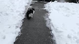 Kitty Loves Catching Snowflakes