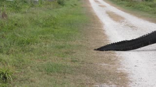 Large alligator crossing a road