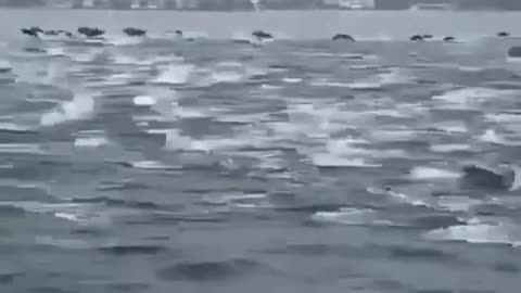 flock of dolphins