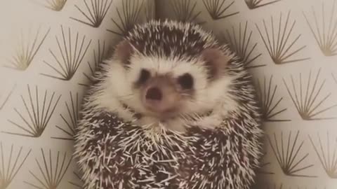 Adorable Hedgehog waiting For Family Members