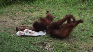 Rescued orangutan orphans play fun games together