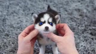 cute husky puppy real