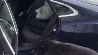 Bear casually opens car door and jumps inside