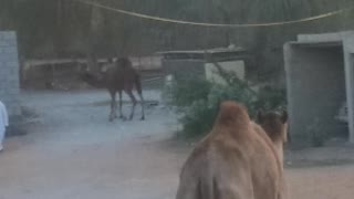 Arabic camel