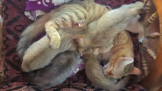 Mommy Cat Feeding Cute Kittens