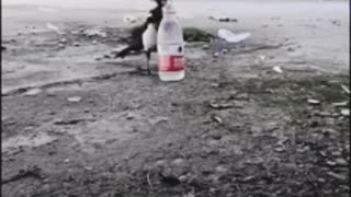 Heard about the thirsty crow story alot. This video shows the tale in reality