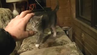 Cat gets mad after being called a chicken.