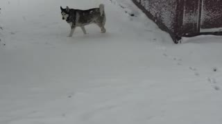 Our huskies first snow