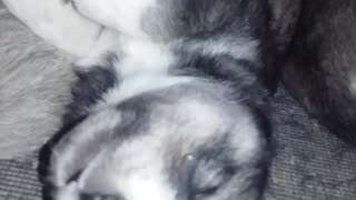 Cute Husky puppy dreaming