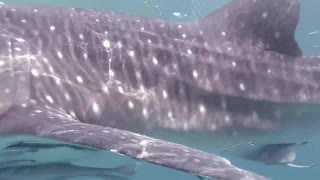 "Bahloul" is Whale Shark in Hurghada, Egypt