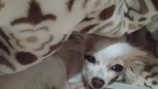 Cute dog trying to take a nap