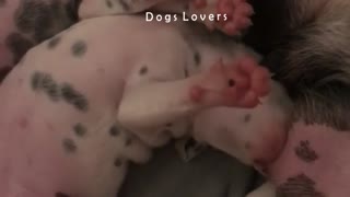 A Dog Suckling From His Mother Strangely During Sleep.