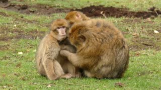 Mother monkey taking care of Baby