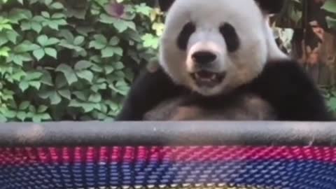 Giant panda sitting leisurely on a trampoline