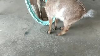 Baby Goat Fights With Himself in the Mirror