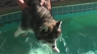Puppy's first swim will melt your heart