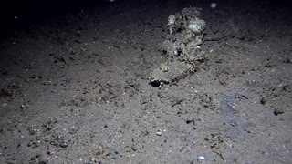 Spiny Devilfish Chases Diver Away