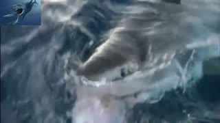 The Dangerous Shark Attack 2021