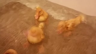 Baby duckies taking a bath with little girl
