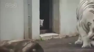 Tiger Cub Scares His Mother