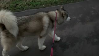 Lazy husky throws tantrum, refuses to walk another step
