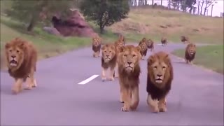 Scary video of Lions walking towards cat