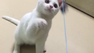 White cat playing with a cute toy
