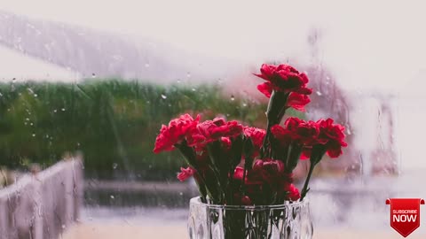 Relaxing Music Rain Sounds Colorful flowers Deep Sleep Rain Thunder Sounds Soft Rain On Flowers