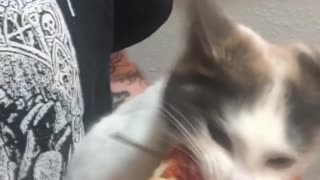 Kitty Goes Berserk for Pizza