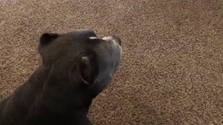 3-Legged Doggo Wants Friend to Play