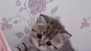 Cute funny Kitten Baby