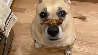 Dog eats a piece of bacon