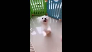 CUTE DOG Climbing Stairs And Dancing