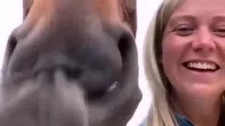 Funny Horse Video Horse Singing a Song!!!!