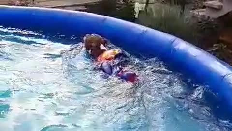 Super Boston Terrier flies into pool