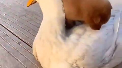 Puppy cuddles a Duck