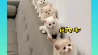 Baby Cats - Cute and Funny Cat Videos Compilation /Aww Animals