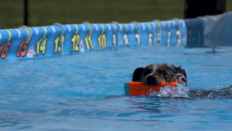 CoolWag Diving Dogs - 2021 Qualifier Splash #12