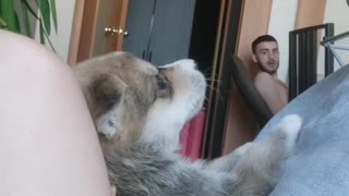 Husky Puppy Learns to Howl Like a Wolf