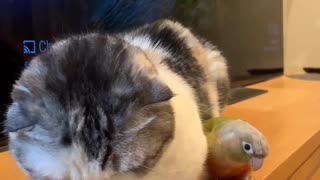 Parrot Annoys Resting Cat