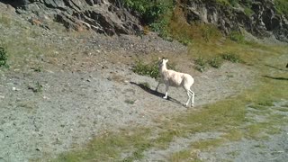 Alaska Sheep