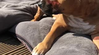 Cool dog sunbathing