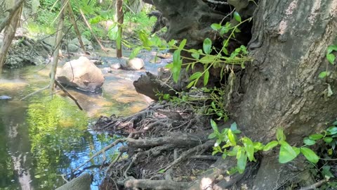 Calm Forest Creek
