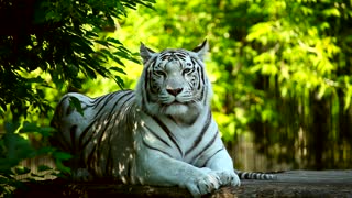 White tiger in the woods