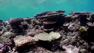 Australia's Great Barrier Reef faces new mass bleaching