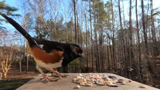 Eastern Towhee - Hear their Calls! - Watch before your next bird outing!